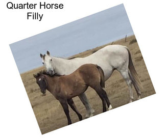 Quarter Horse Filly