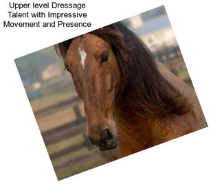 Upper level Dressage Talent with Impressive Movement and Presence