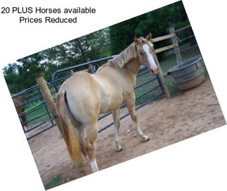 20 PLUS Horses available Prices Reduced