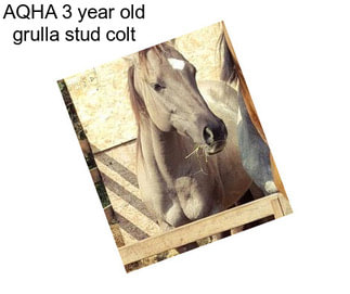 AQHA 3 year old grulla stud colt