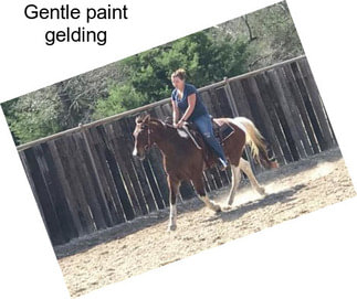 Gentle paint gelding