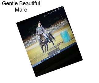 Gentle Beautiful Mare