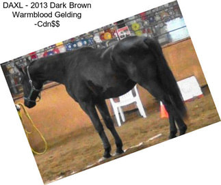 DAXL - 2013 Dark Brown Warmblood Gelding -Cdn$$