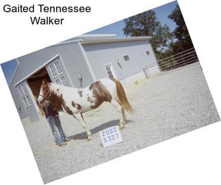 Gaited Tennessee Walker