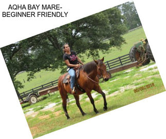 AQHA BAY MARE- BEGINNER FRIENDLY