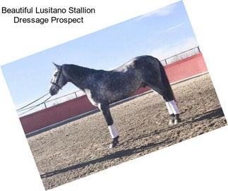 Beautiful Lusitano Stallion Dressage Prospect