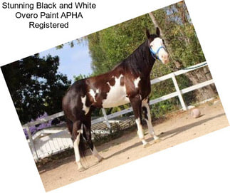 Stunning Black and White Overo Paint APHA Registered