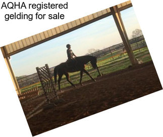 AQHA registered gelding for sale