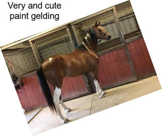 Very and cute paint gelding