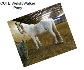 CUTE Welsh/Walker Pony