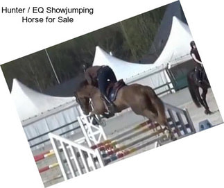 Hunter / EQ Showjumping Horse for Sale