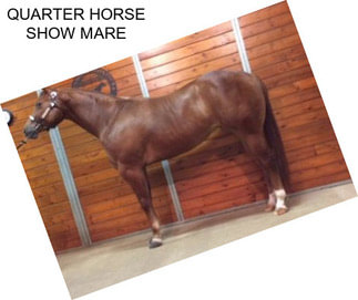 QUARTER HORSE SHOW MARE