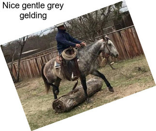 Nice gentle grey gelding