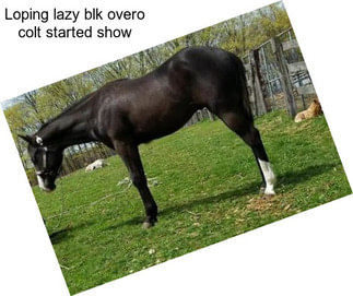Loping lazy blk overo colt started show