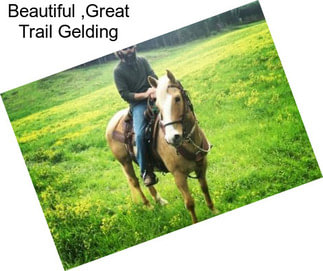 Beautiful ,Great Trail Gelding