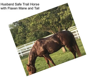 Husband Safe Trail Horse with Flaxen Mane and Tail