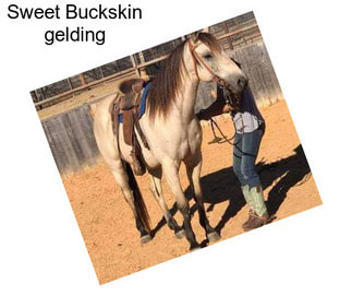 Sweet Buckskin gelding