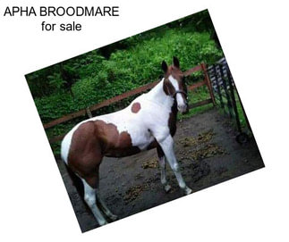 APHA BROODMARE for sale