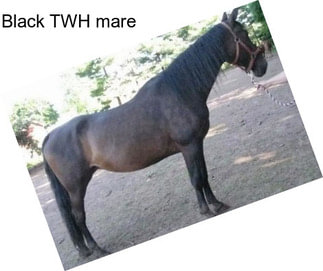 Black TWH mare