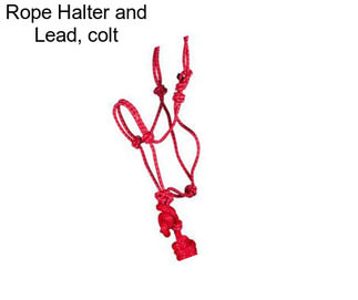 Rope Halter and Lead, colt