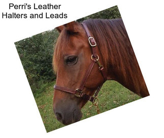 Perri\'s Leather Halters and Leads