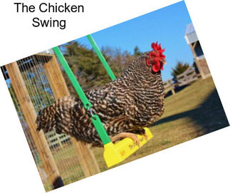 The Chicken Swing