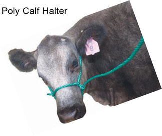 Poly Calf Halter