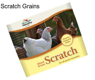 Scratch Grains