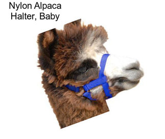 Nylon Alpaca Halter, Baby