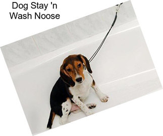 Dog Stay \'n Wash Noose