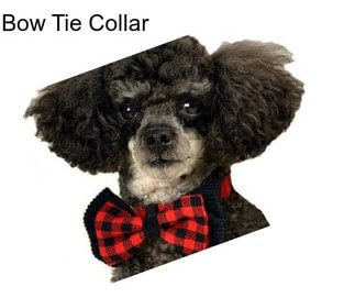 Bow Tie Collar