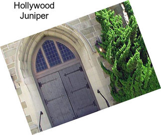 Hollywood Juniper