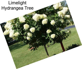 Limelight Hydrangea Tree