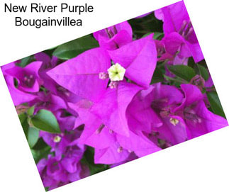 New River Purple Bougainvillea