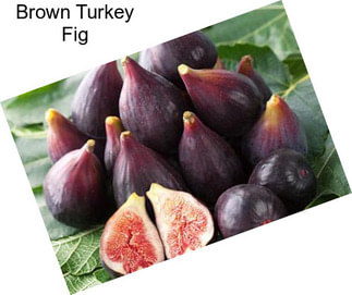 Brown Turkey Fig