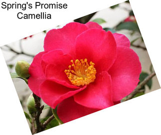 Spring\'s Promise Camellia