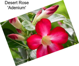 Desert Rose \'Adenium\'