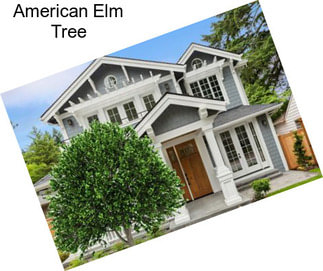 American Elm Tree