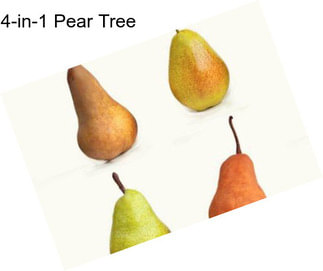 4-in-1 Pear Tree