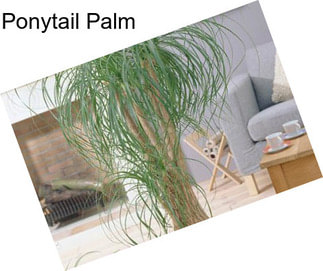 Ponytail Palm