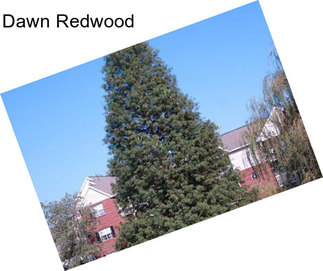 Dawn Redwood