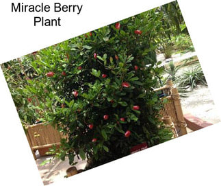 Miracle Berry Plant