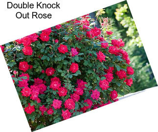 Double Knock Out Rose