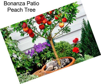 Bonanza Patio Peach Tree