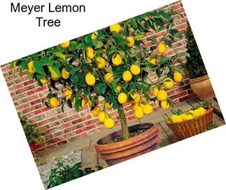 Meyer Lemon Tree