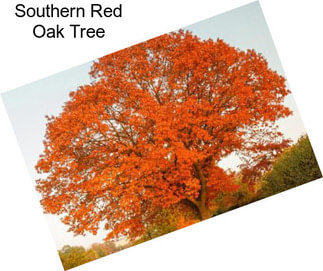 Southern Red Oak Tree