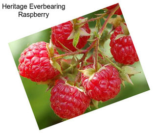 Heritage Everbearing Raspberry