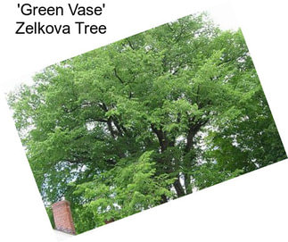 \'Green Vase\' Zelkova Tree