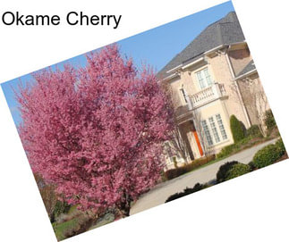 Okame Cherry