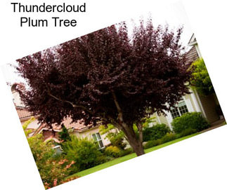 Thundercloud Plum Tree